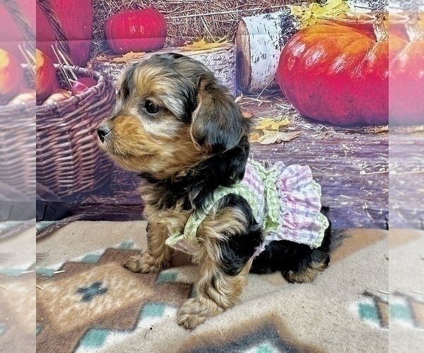 Medium Photo #12 Morkie Puppy For Sale in CASSVILLE, MO, USA