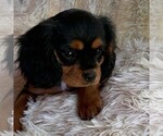 Small Photo #4 Cavalier King Charles Spaniel Puppy For Sale in ORRTANNA, PA, USA
