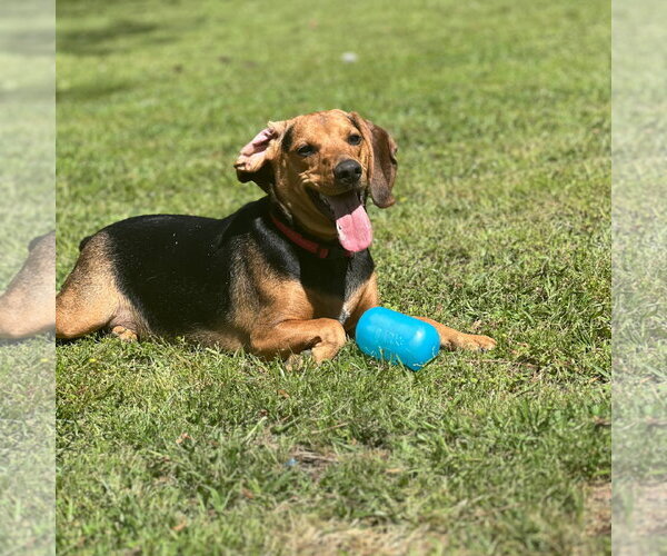 Medium Photo #1 Beagle Puppy For Sale in Yardley, PA, USA