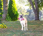 Small #5 German Shepherd Dog Mix