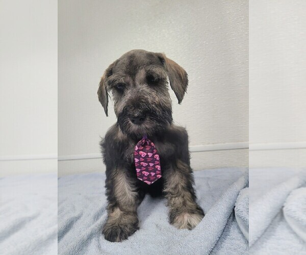 Medium Photo #1 Schnauzer (Miniature) Puppy For Sale in GRAND SALINE, TX, USA