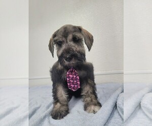 Schnauzer (Miniature) Puppy for sale in GRAND SALINE, TX, USA