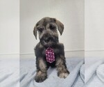 Small Schnauzer (Miniature)