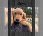 Puppy Onyx Golden Retriever
