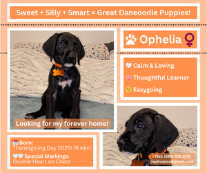 Medium Great Dane-Poodle (Standard) Mix