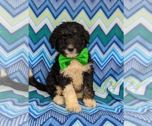 Bernedoodle-Poodle (Standard) Mix Puppy for sale in CHRISTIANA, PA, USA