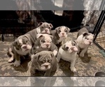 Small Photo #3 Bulldog Puppy For Sale in ATLANTA, GA, USA