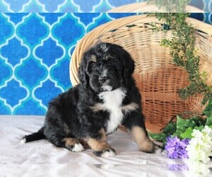 Bernedoodle Puppy for sale in FREDERICKSBURG, OH, USA