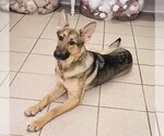 Small Photo #3 German Shepherd Dog Puppy For Sale in McDonough, GA, USA