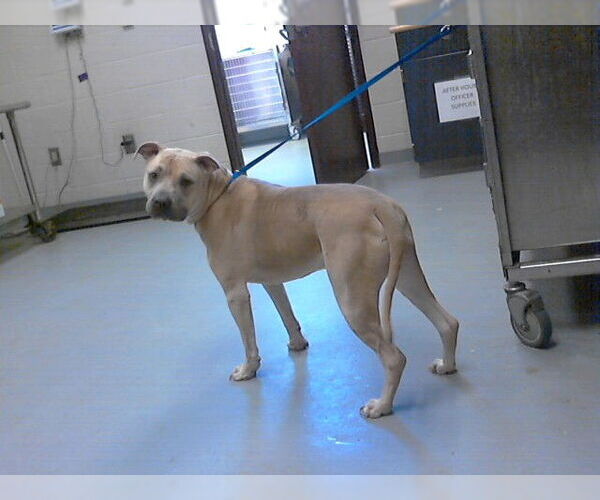 Medium Photo #1 Mutt Puppy For Sale in Fayetteville, NC, USA