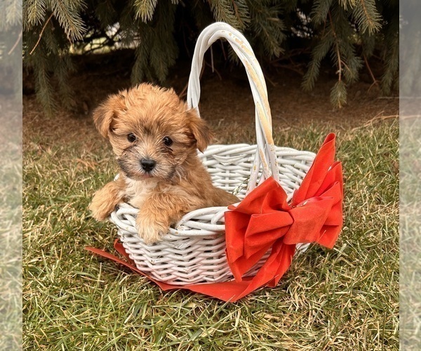 Medium Photo #4 Morkie Puppy For Sale in MIDDLEBURY, IN, USA