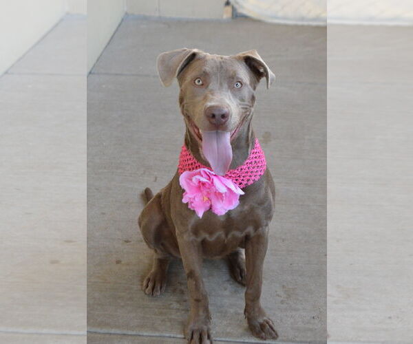 Medium Photo #3 American Pit Bull Terrier-Unknown Mix Puppy For Sale in McKinney, TX, USA