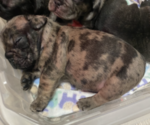 Small Photo #4 French Bulldog Puppy For Sale in SAN BERNARDINO, CA, USA