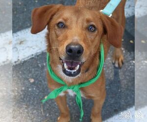 Golden Labrador Dogs for adoption in Washington, DC, USA