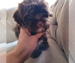 Small #7 Shorkie Tzu