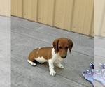 Small #7 Dachshund