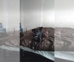 Small #5 American Pit Bull Terrier-American Staffordshire Terrier Mix