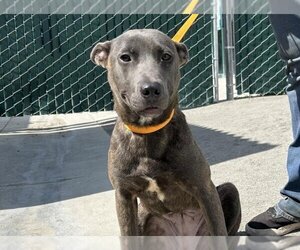 American Pit Bull Terrier-Dutch Shepherd  Mix Dogs for adoption in San Bernardino, CA, USA
