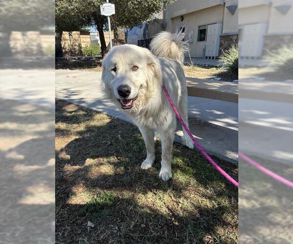 Medium Photo #1 Great Pyrenees Puppy For Sale in Riverside, CA, USA