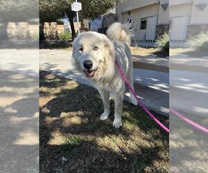 Great Pyrenees Dogs for adoption in Riverside, CA, USA