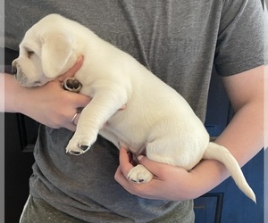 Labrador Retriever Puppy for Sale in OSYKA, Mississippi USA