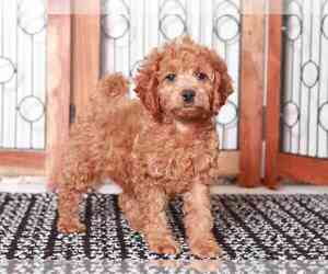 Cavapoo Puppy for sale in NAPLES, FL, USA