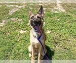 Small German Shepherd Dog