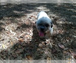 Small Photo #1 Shih Tzu Puppy For Sale in DOUGLAS, GA, USA