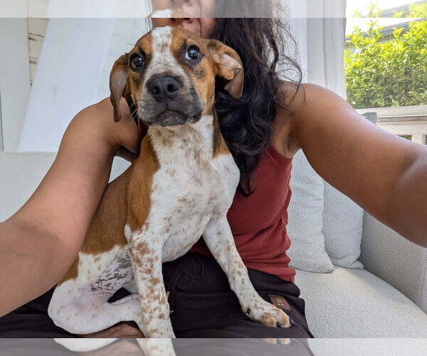 Medium Photo #3 Mutt Puppy For Sale in Woodbury, NY, USA