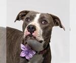 SCOPE - Female Mutt Dog for Adoption - Small photo