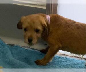 Cairn Terrier-Unknown Mix Dogs for adoption in Visalia, CA, USA