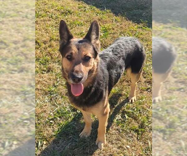 Medium Photo #1 German Shepherd Dog-Unknown Mix Puppy For Sale in Plano, TX, USA