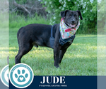 Small #17 Labrador Retriever Mix