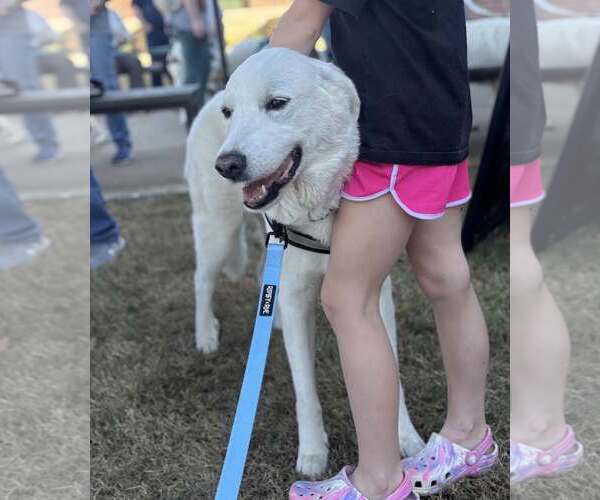 Medium Photo #2 Great Pyrenees Puppy For Sale in Dallas, TX, USA