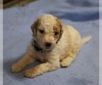 Small Photo #18 Goldendoodle Puppy For Sale in ALBION, IN, USA