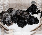 Small Photo #1 Cocker Spaniel Puppy For Sale in SPRING HILL, FL, USA