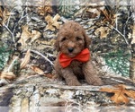 Archie - Male Cavapoo (Miniature) Puppy for Sale - Photo #5