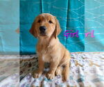 Small #2 Golden Retriever