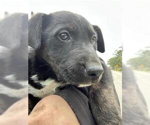 German Shepherd Dog-Unknown Mix Dogs for adoption in Houston, TX, USA