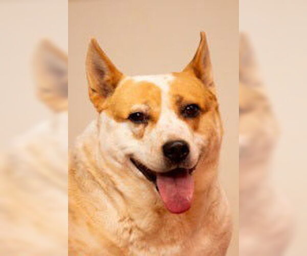 Medium Photo #2 Mutt Puppy For Sale in Cottonwood, AZ, USA