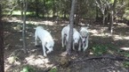 Small Photo #5 Anatolian Shepherd-Great Pyrenees Mix Puppy For Sale in CALVIN, OK, USA