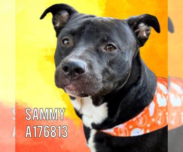 Medium Photo #1 Mutt Puppy For Sale in Tulsa, OK, USA