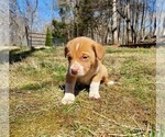 Small Photo #2 American Pit Bull Terrier-Border Collie Mix Puppy For Sale in SHEPHERDSTOWN, WV, USA