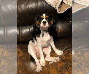 Mother of the Cavalier King Charles Spaniel puppies born on 05/11/2025