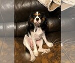 Small Photo #1 Cavalier King Charles Spaniel Puppy For Sale in SAN LEANNA, TX, USA