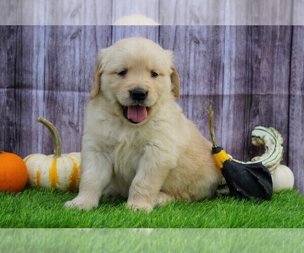 Medium Photo #3 Golden Retriever Puppy For Sale in FREDERICKSBG, OH, USA