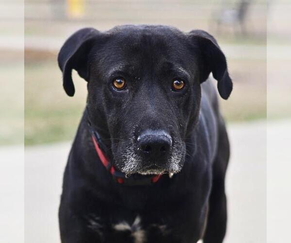 Medium Photo #1 Labrador Retriever-Unknown Mix Puppy For Sale in San Antonio, TX, USA