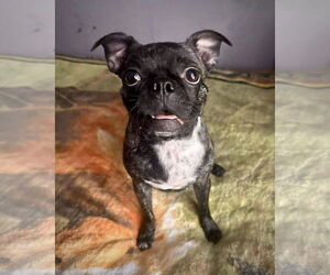 Pug-Unknown Mix Dogs for adoption in Dumont, NJ, USA