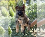 Puppy 0 German Shepherd Dog