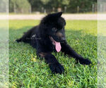 Small Photo #4 German Shepherd Dog Puppy For Sale in SELMA, NC, USA